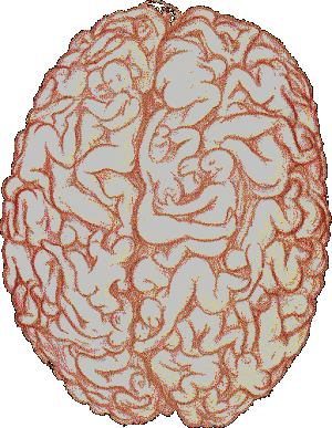 cerveau de brayann